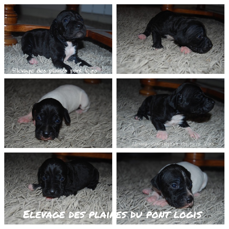 Des Plaines Du Pont Logis - Pointer - Portée née le 12/12/2015
